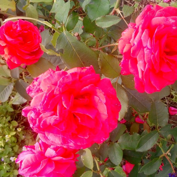 превью изображения отзыва