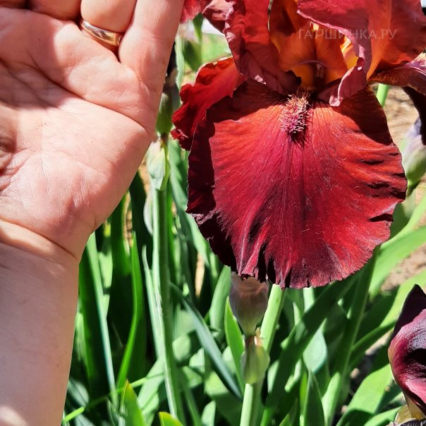 превью изображения отзыва