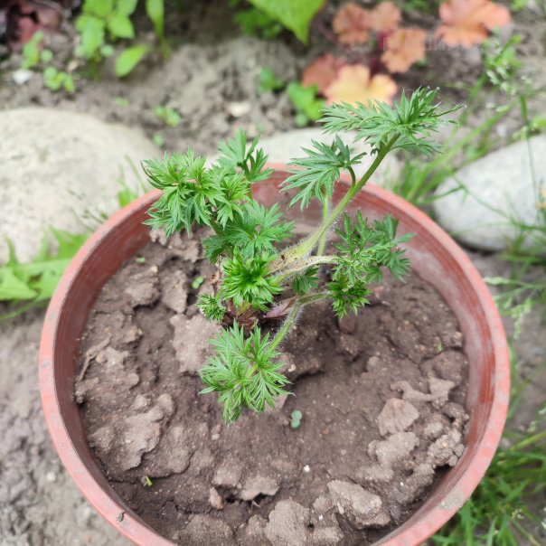 превью изображения отзыва