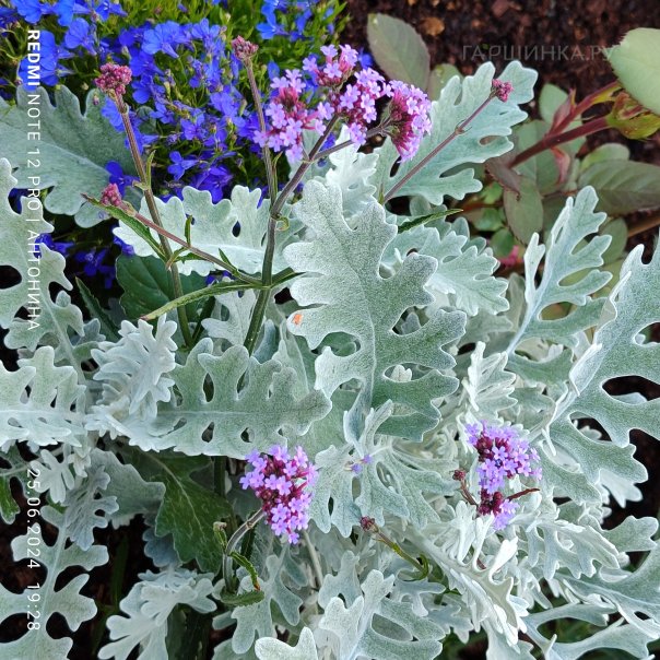 превью изображения отзыва