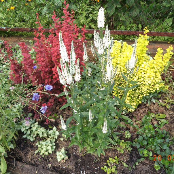 превью изображения отзыва