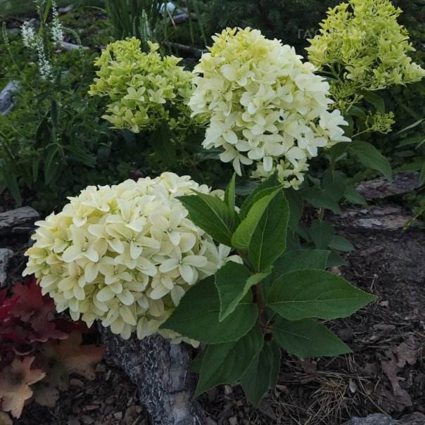 превью изображения отзыва