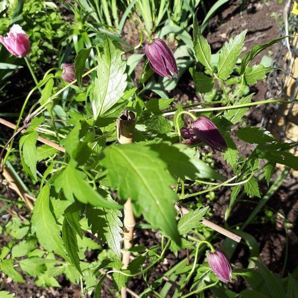 превью изображения отзыва