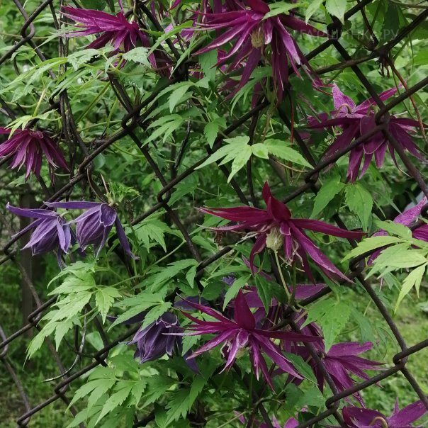 превью изображения отзыва