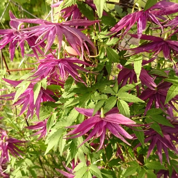 превью изображения отзыва