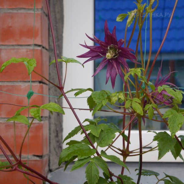 превью изображения отзыва