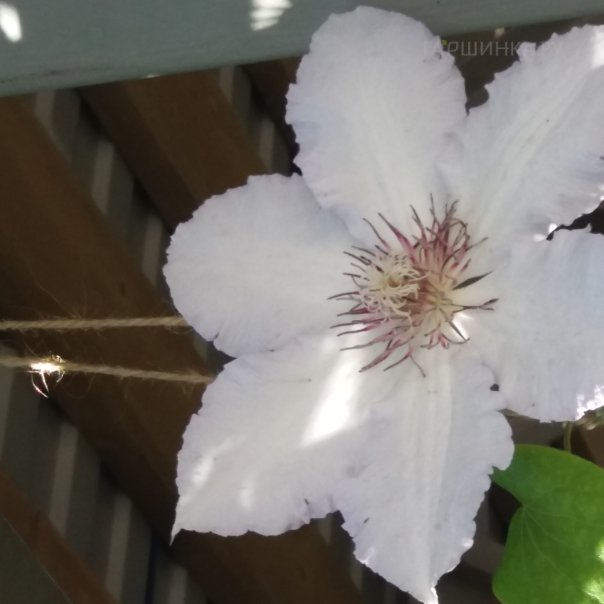 превью изображения отзыва