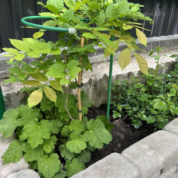 превью изображения отзыва