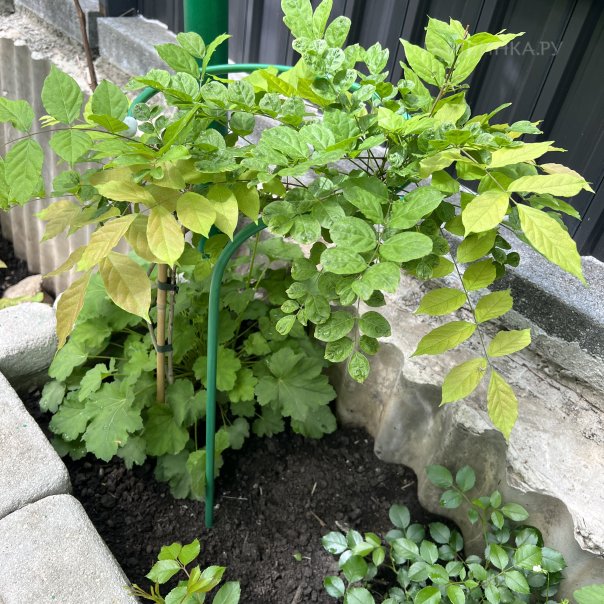 превью изображения отзыва