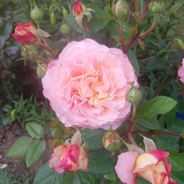 превью изображения отзыва