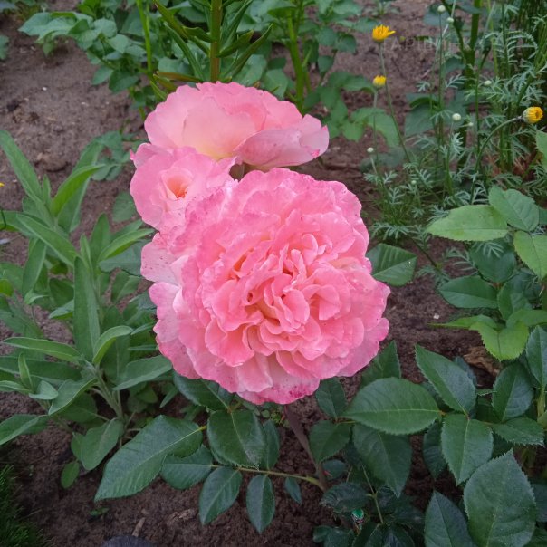 превью изображения отзыва