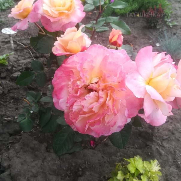 превью изображения отзыва