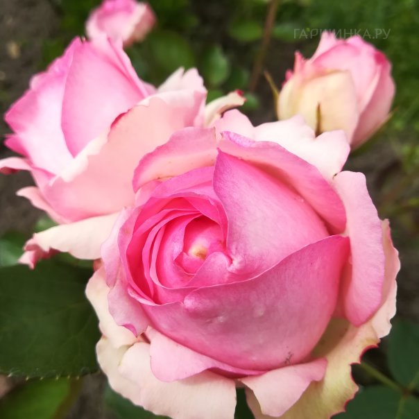 превью изображения отзыва