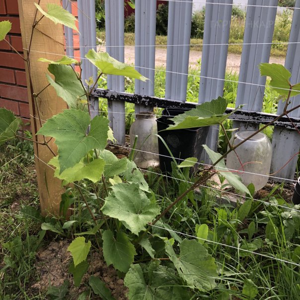 превью изображения отзыва