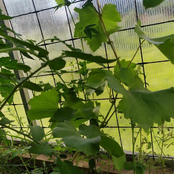 превью изображения отзыва