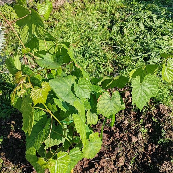 превью изображения отзыва