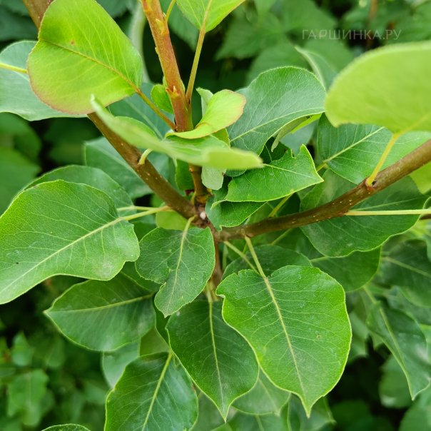 превью изображения отзыва