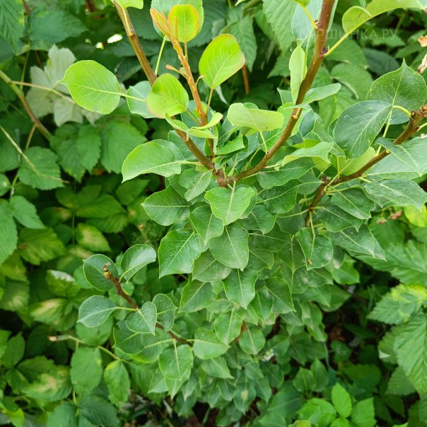 превью изображения отзыва