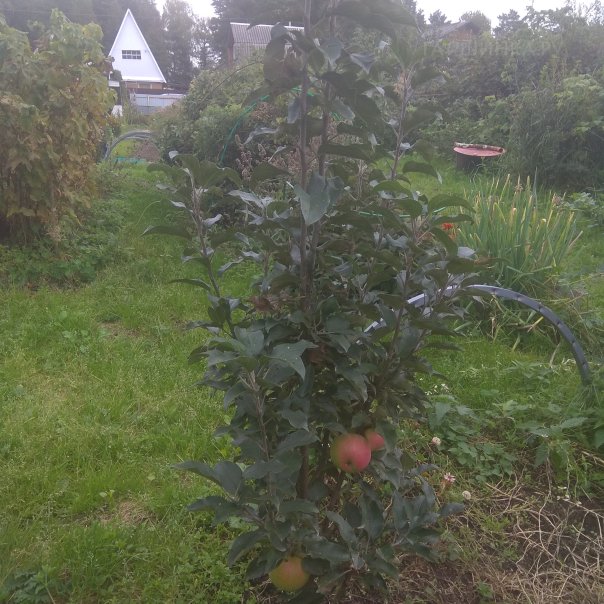 превью изображения отзыва