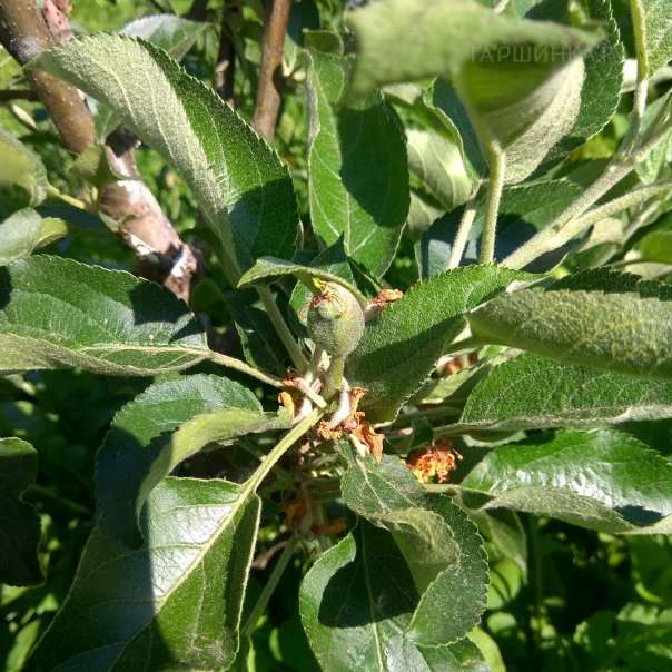 превью изображения отзыва