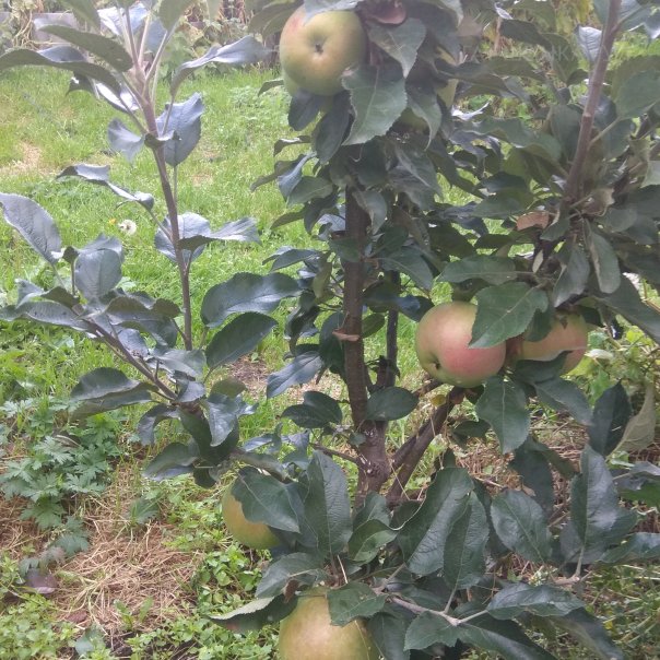 превью изображения отзыва