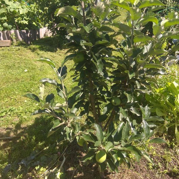 превью изображения отзыва