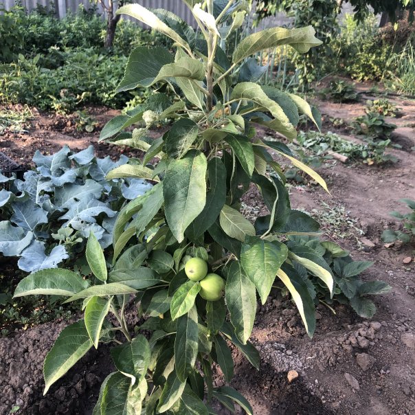 превью изображения отзыва