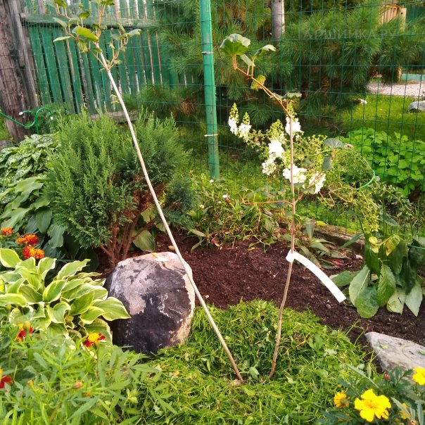 превью изображения отзыва