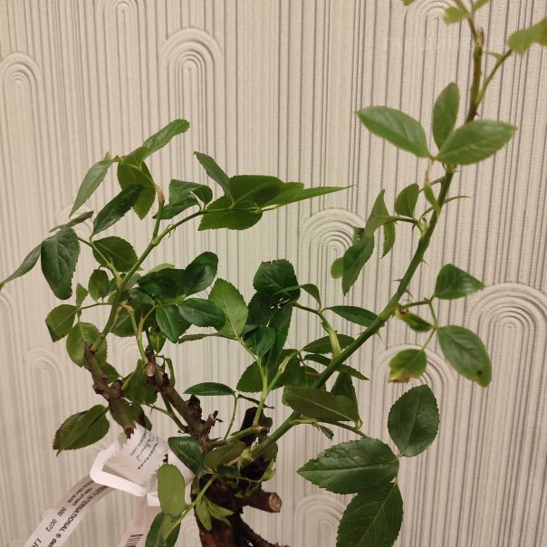 превью изображения отзыва