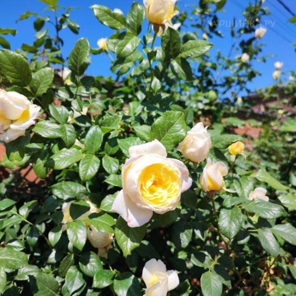 превью изображения отзыва