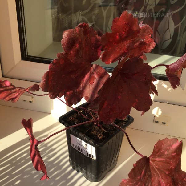 превью изображения отзыва