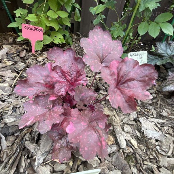 превью изображения отзыва