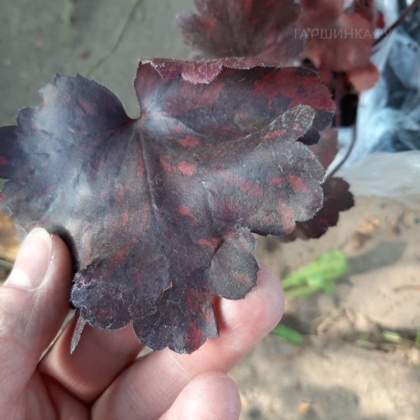 превью изображения отзыва