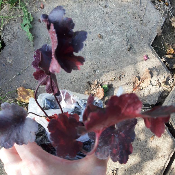 превью изображения отзыва