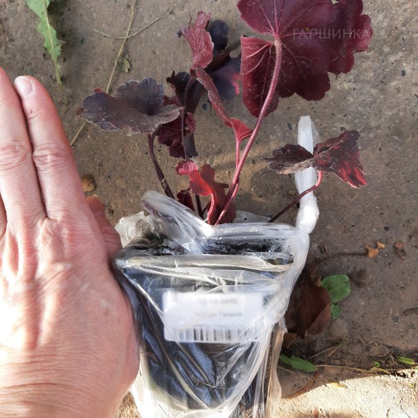 превью изображения отзыва