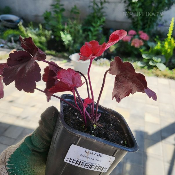 превью изображения отзыва