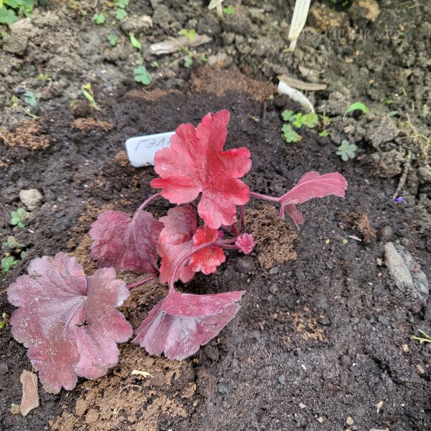 превью изображения отзыва