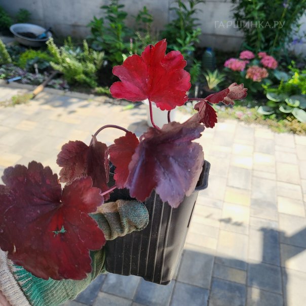 превью изображения отзыва