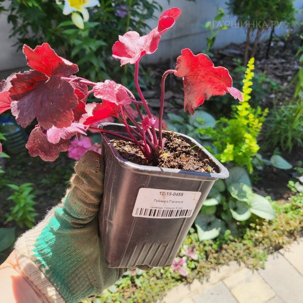 превью изображения отзыва