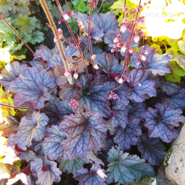 превью изображения отзыва