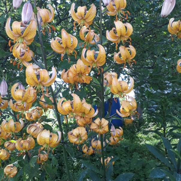 превью изображения отзыва