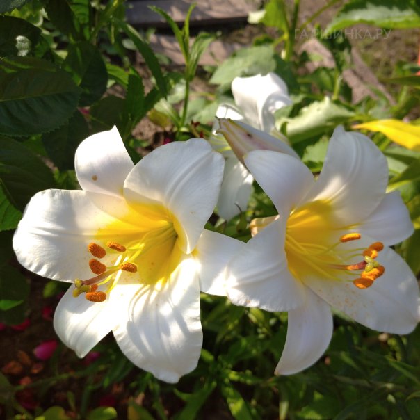 превью изображения отзыва