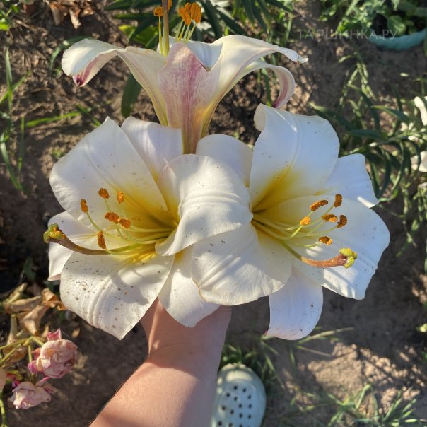 превью изображения отзыва