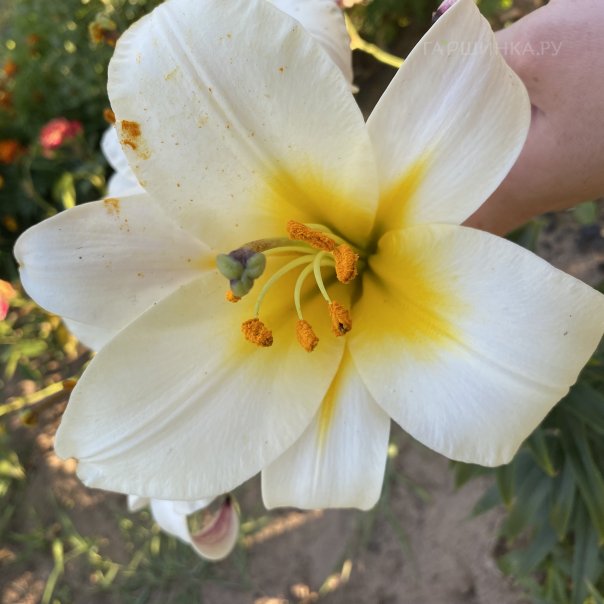 превью изображения отзыва