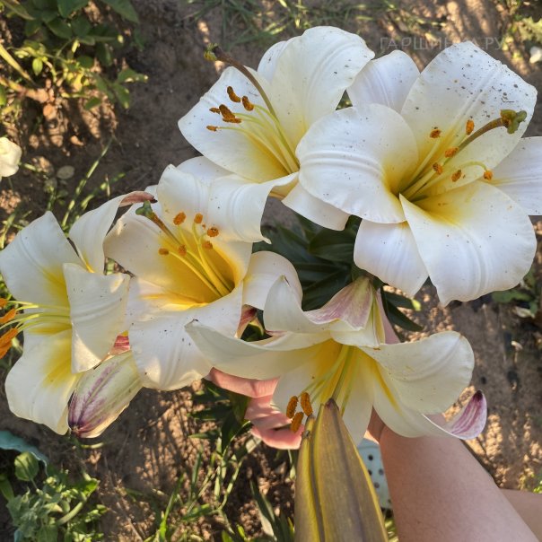 превью изображения отзыва