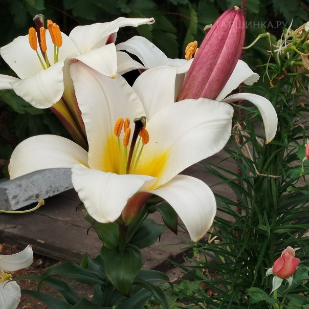 превью изображения отзыва