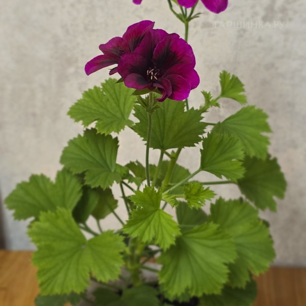 превью изображения отзыва