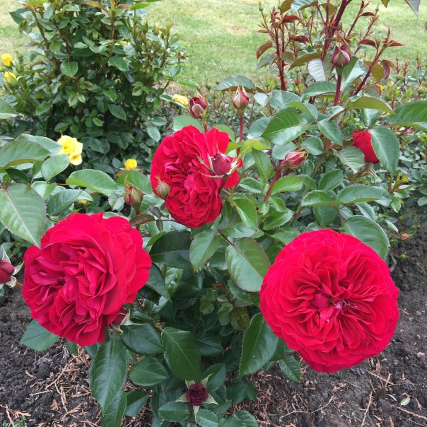 превью изображения отзыва