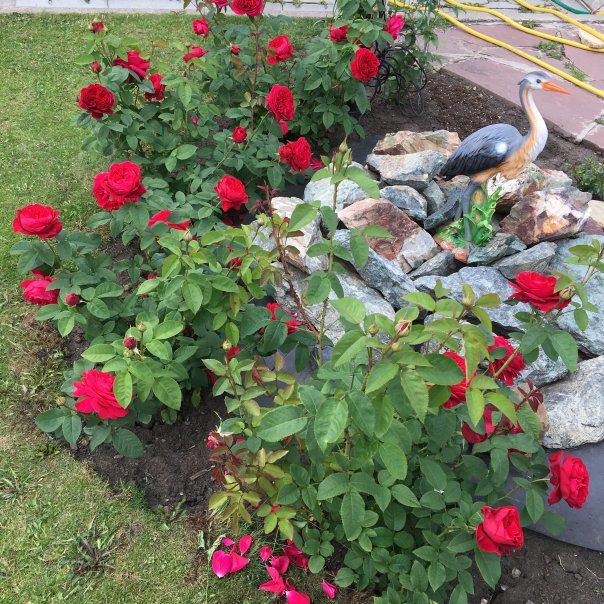 превью изображения отзыва