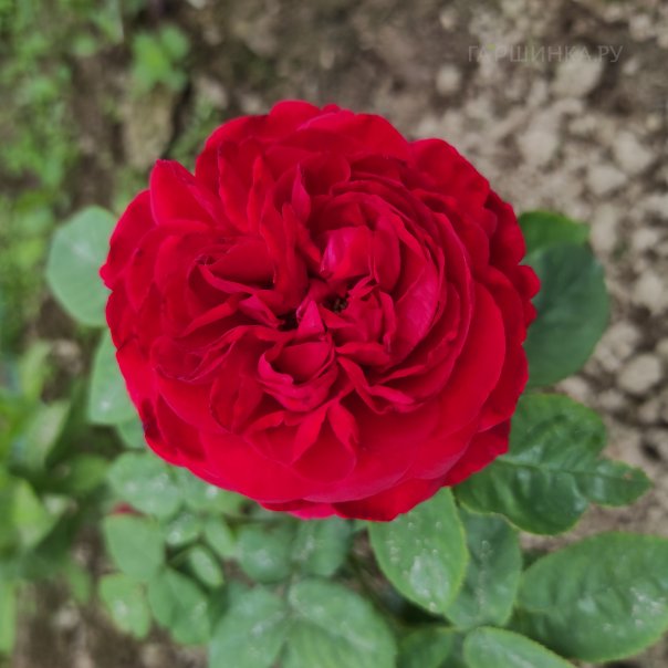 превью изображения отзыва